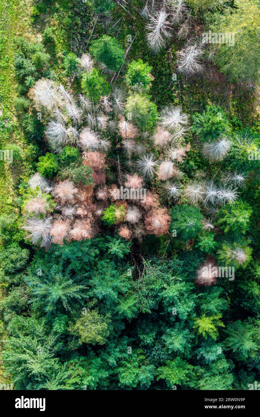 Dépérissement forestier dans la Forêt Noire, conifère griffonné dans une forêt, photo de drone, Titisee-Neustadt, Baden-Wuerttemberg, Allemagne Banque D'Images