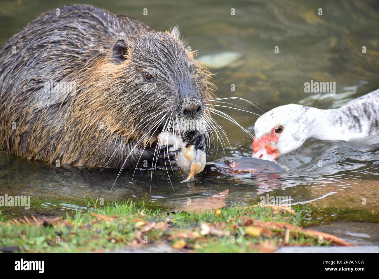 Un nutria (Myocastor coypus) s'ouvre et mange une moule d'eau douce, un canard de barbarie (Cairina moschata) tente de saisir un morceau, Buenos Aires, Argentine Banque D'Images