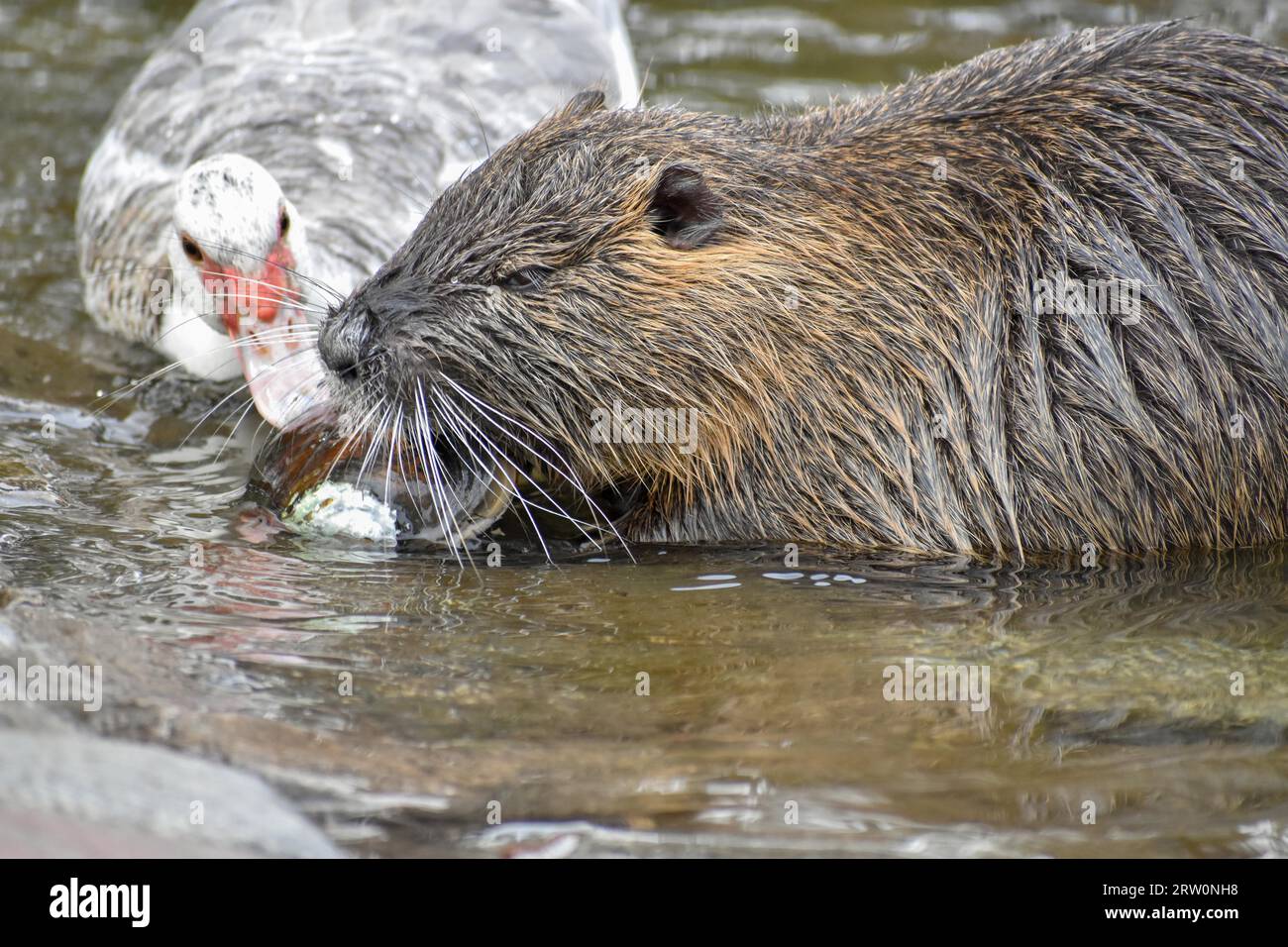 Un nutria (Myocastor coypus) s'ouvre et mange une moule d'eau douce, un canard de barbarie (Cairina moschata) tente de saisir un morceau, Buenos Aires, Argentine Banque D'Images
