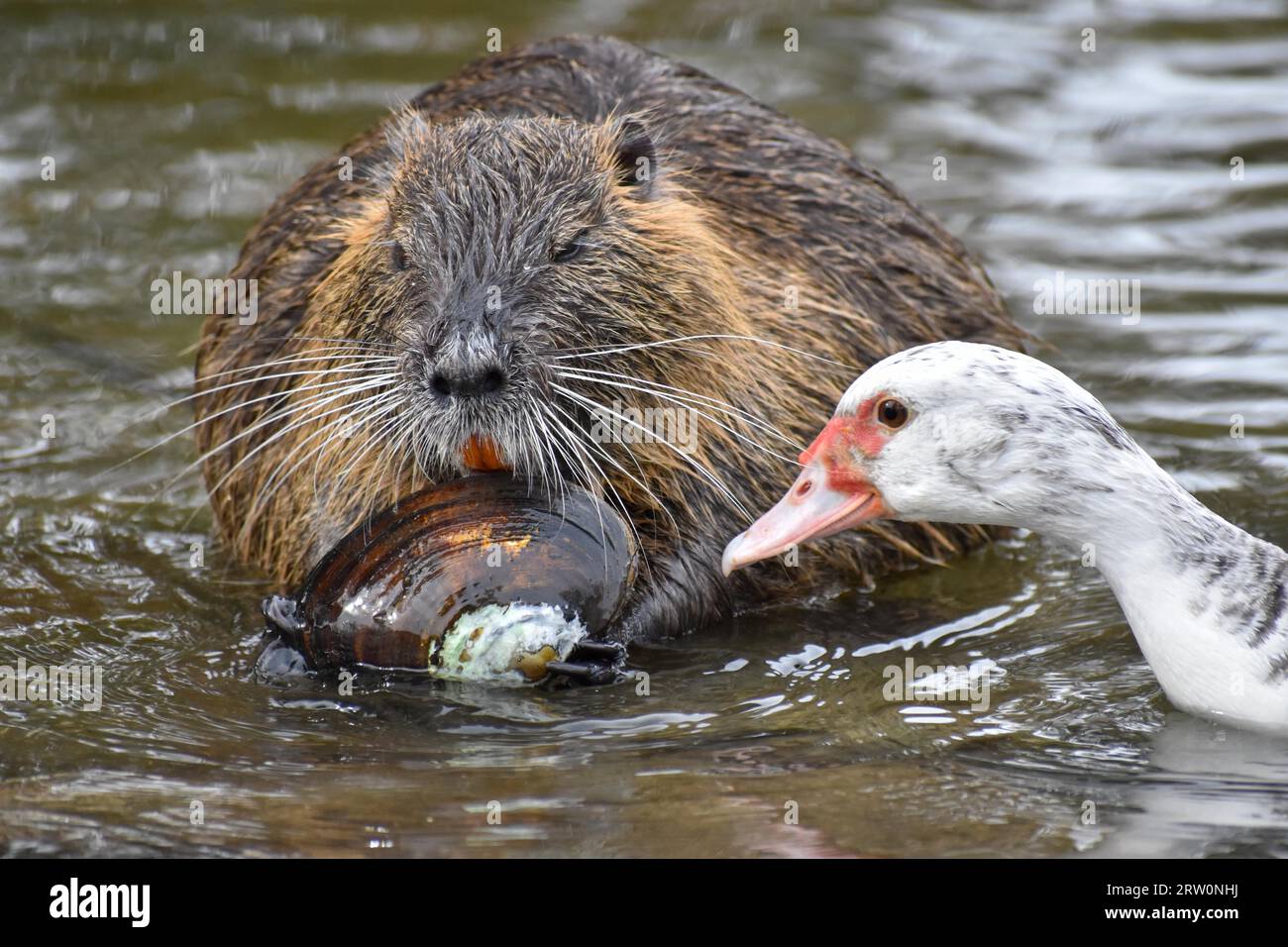 Un nutria (Myocastor coypus) s'ouvre et mange une moule d'eau douce, un canard de barbarie (Cairina moschata) tente de saisir un morceau, Buenos Aires, Argentine Banque D'Images
