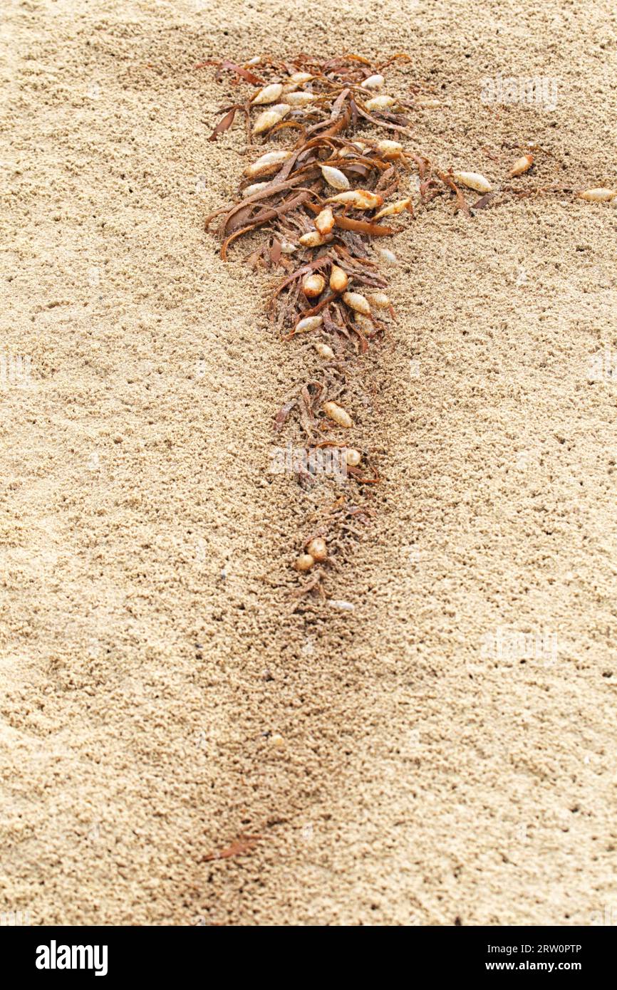 Flotsam et jetsam sur la plage Mallacoota, Victoria, Australie Banque D'Images