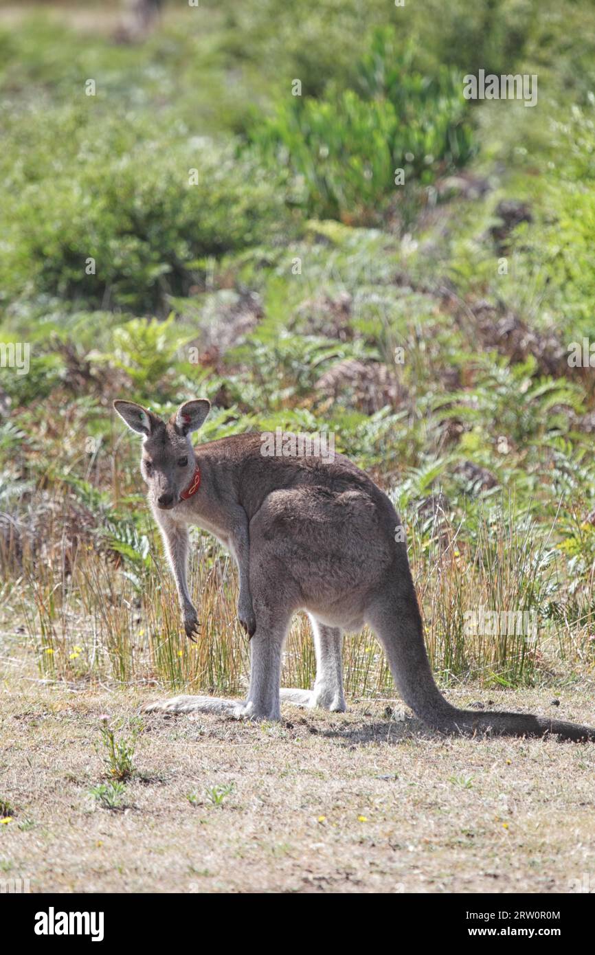 Kangourou gris (Macropus giganteus) dans le parc national du promontoire Wilsons, Victoria, Australie, les kangourous dans le promontoire national de Wilsons Banque D'Images