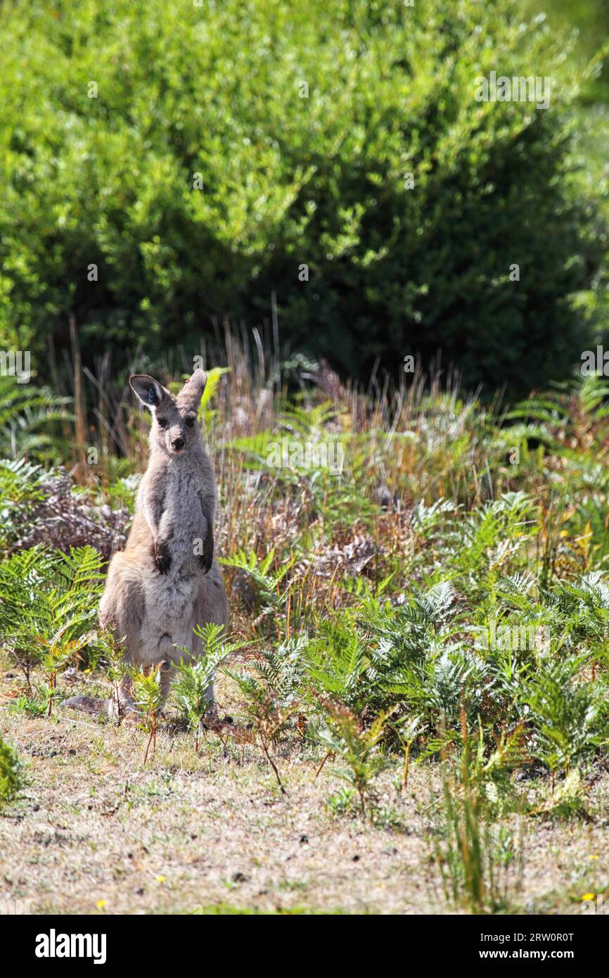 Kangourou gris (Macropus giganteus) dans le parc national du promontoire Wilsons, Victoria, Australie, les kangourous dans le promontoire national de Wilsons Banque D'Images