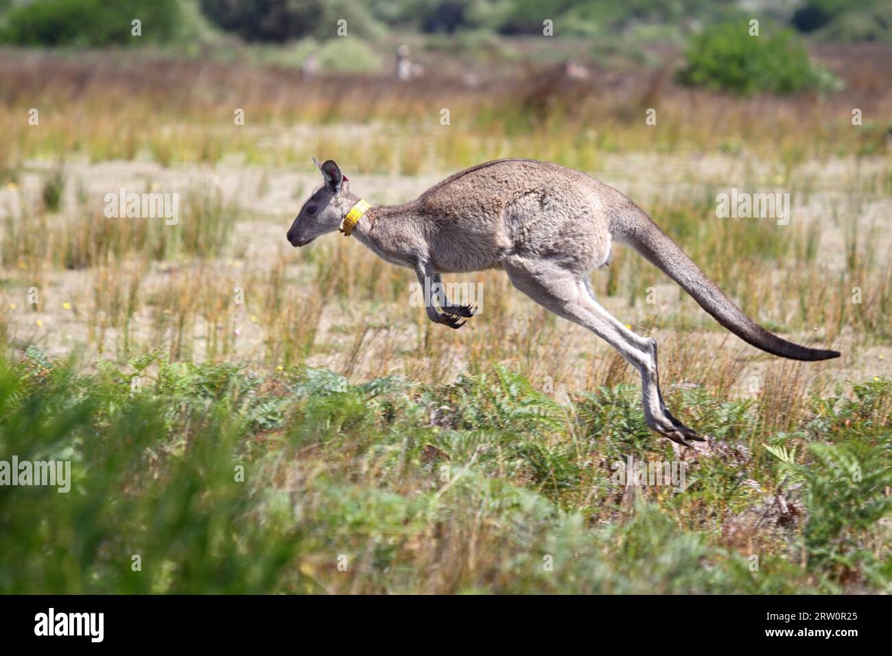 Le kangourou gris oriental (Macropus giganteus) saute dans le Wilsons Promontory National Park, Victoria, Australie, les kangourous dans Wilsons Promontory Banque D'Images