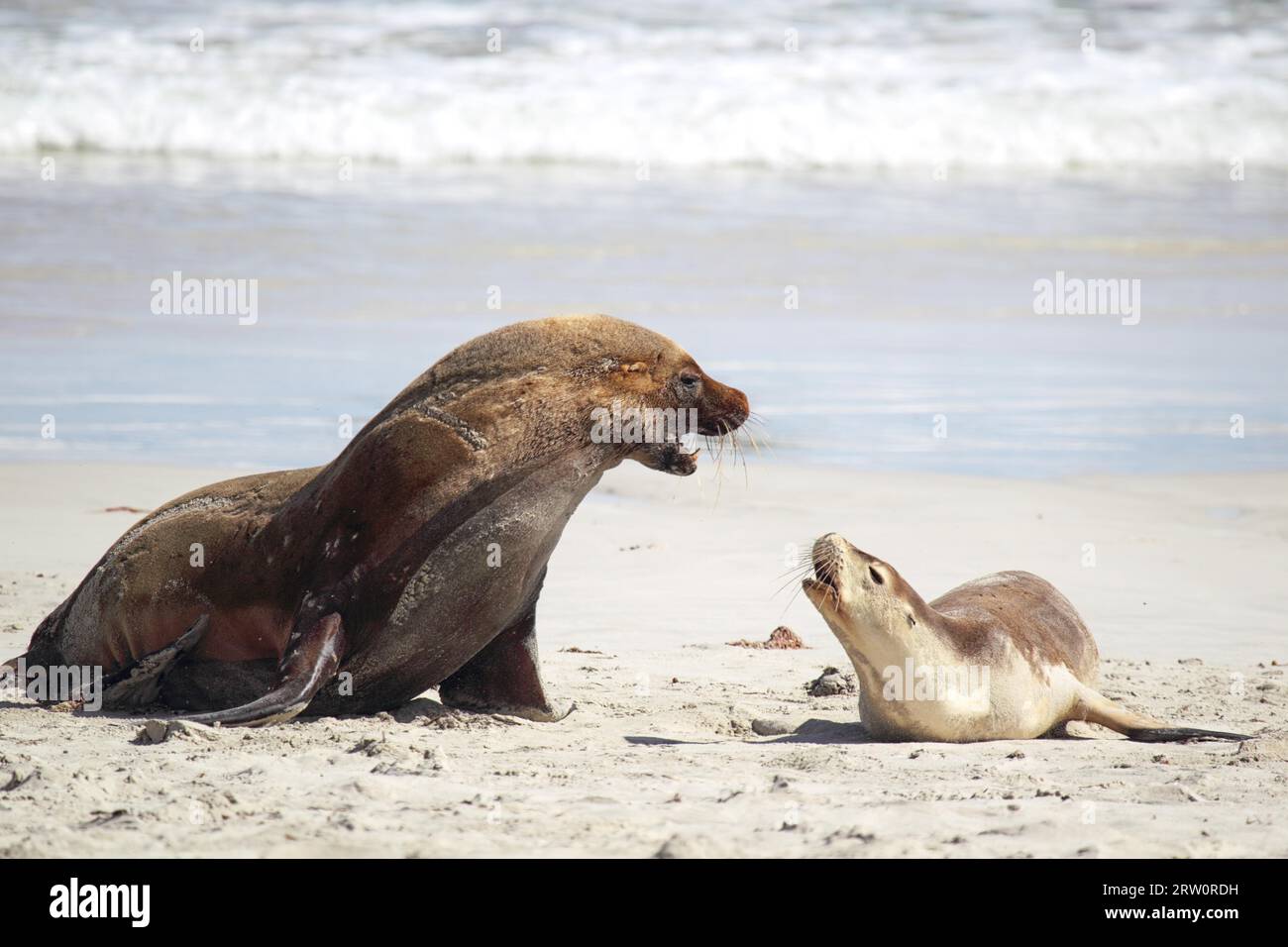 Otaries australiennes (Neophoca cinerea) sur la plage de Seal Bay sur Kangaroo Island, Australie méridionale, Australie Banque D'Images