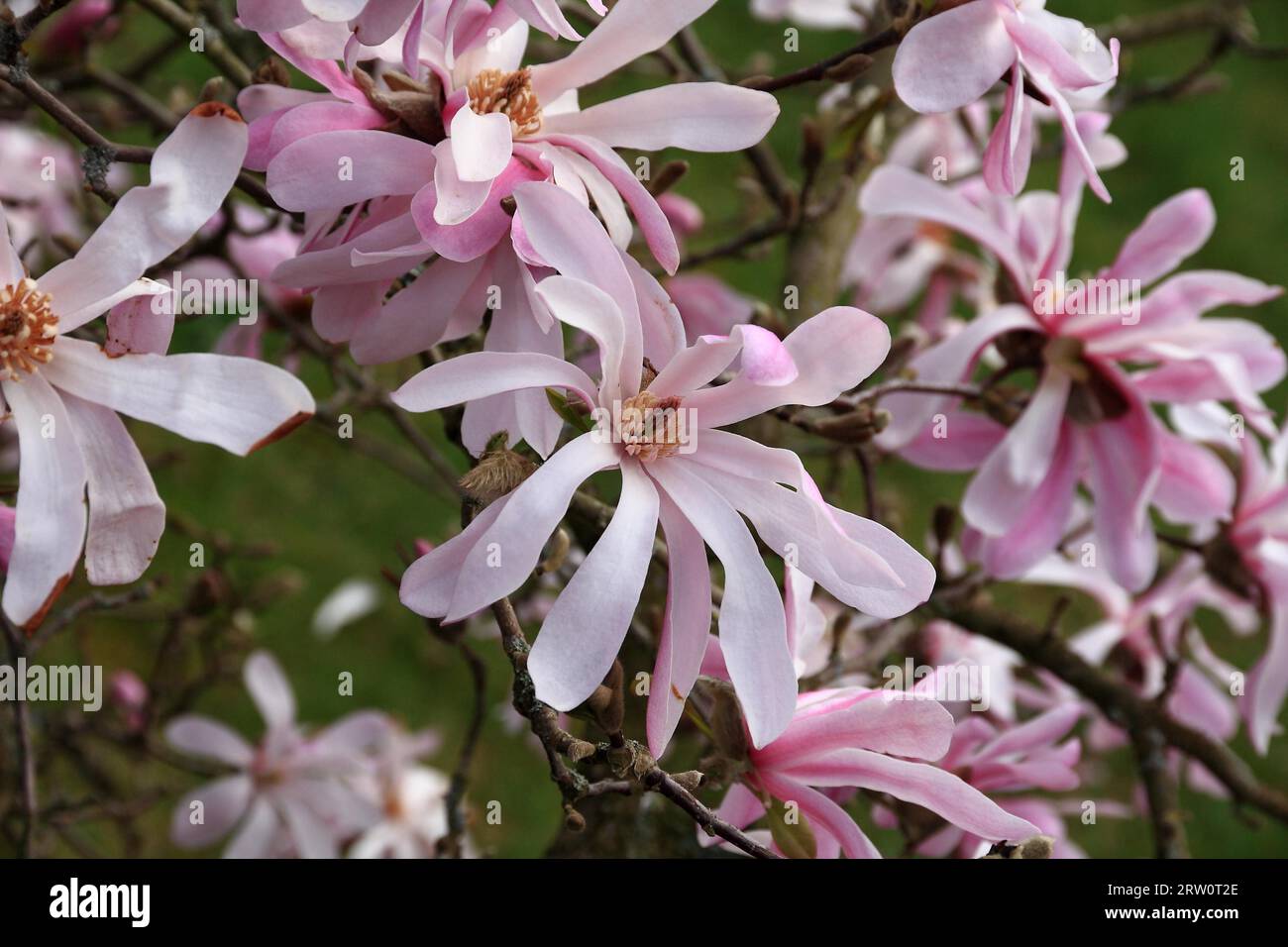 Floraison rose clair Magnolia loeberi Banque D'Images