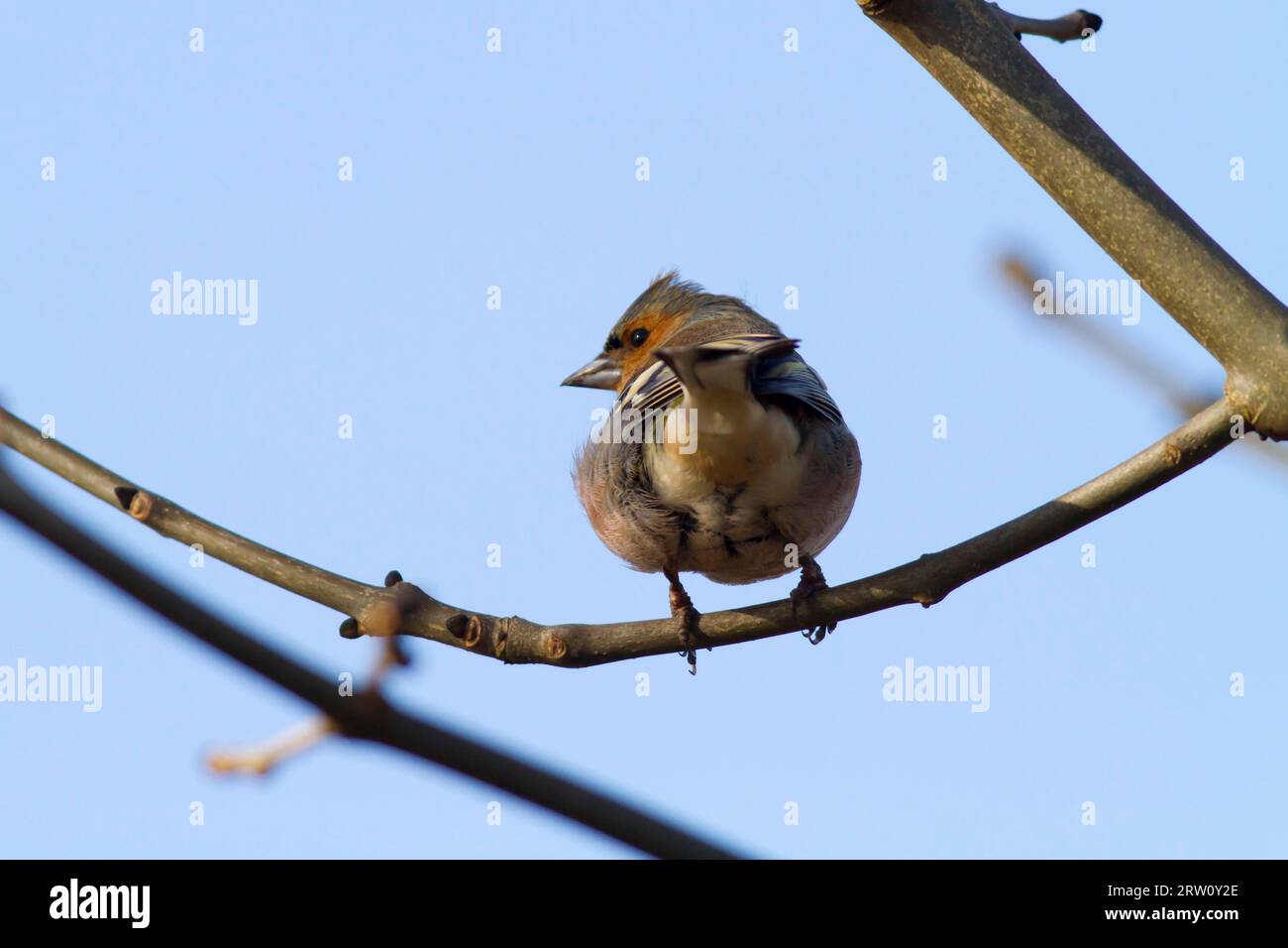 Un chaffinch à la recherche de nourriture, Un chaffinch commun sur une branche Banque D'Images