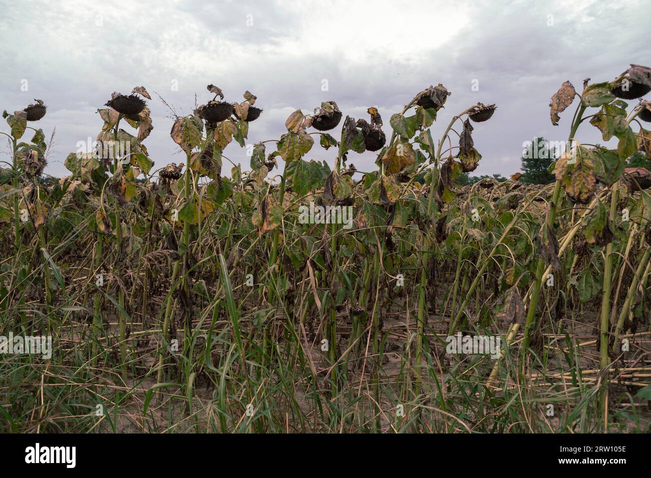 Un champ de tournesols séchés au soleil Banque D'Images