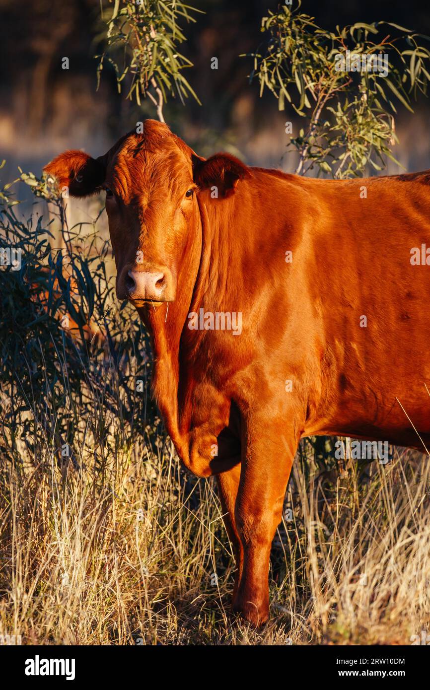 Une vache broute sur le côté de la Plenty Hwy près de la station de bétail Mount Riddock dans le territoire du Nord, en Australie Banque D'Images