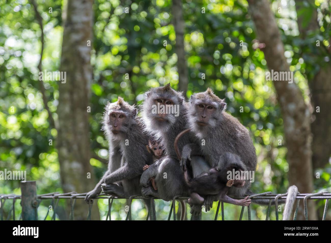 Ubud, Indonésie : photo d'une famille de singes assis sur une clôture dans la forêt sacrée de singes Banque D'Images Ubud, Indonésie : photo d'une famille de singes assis sur une clôture dans la forêt sacrée de singes Banque D'Images