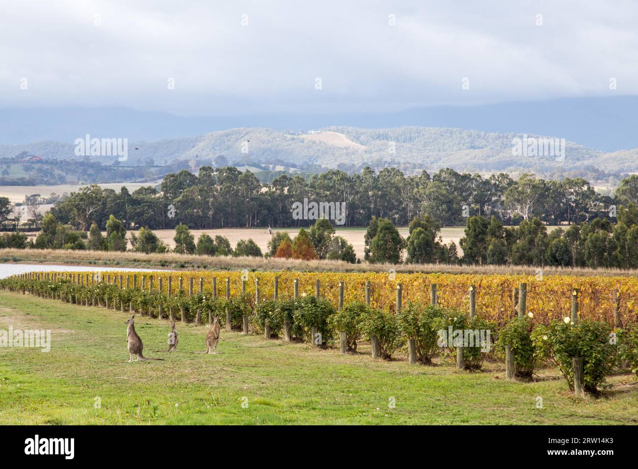 Yountville, Australie, 22 avril 2015 : Kangoroos dans le vignoble du domaine Chandon près de Melbourne Banque D'Images