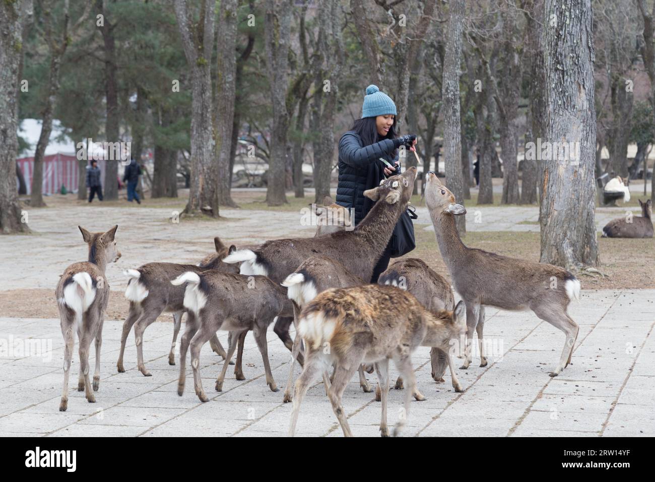 Nara, Japon, 28 décembre 2014 : une femme nourrissant des cerfs dans un parc public Banque D'Images