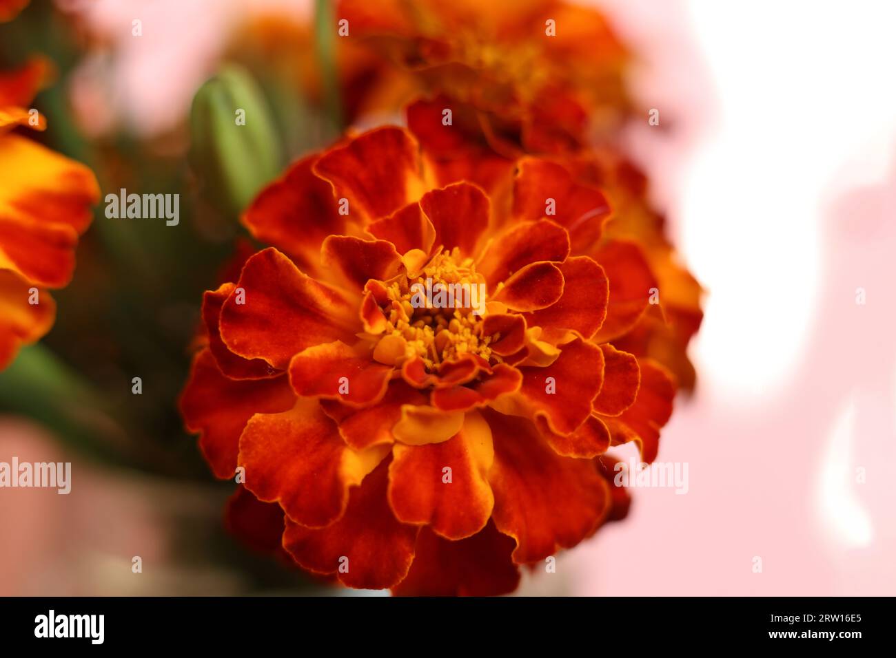 Mise au point sélective rouge vif et orange Tagetes patula, les fleurs de souci français Banque D'Images