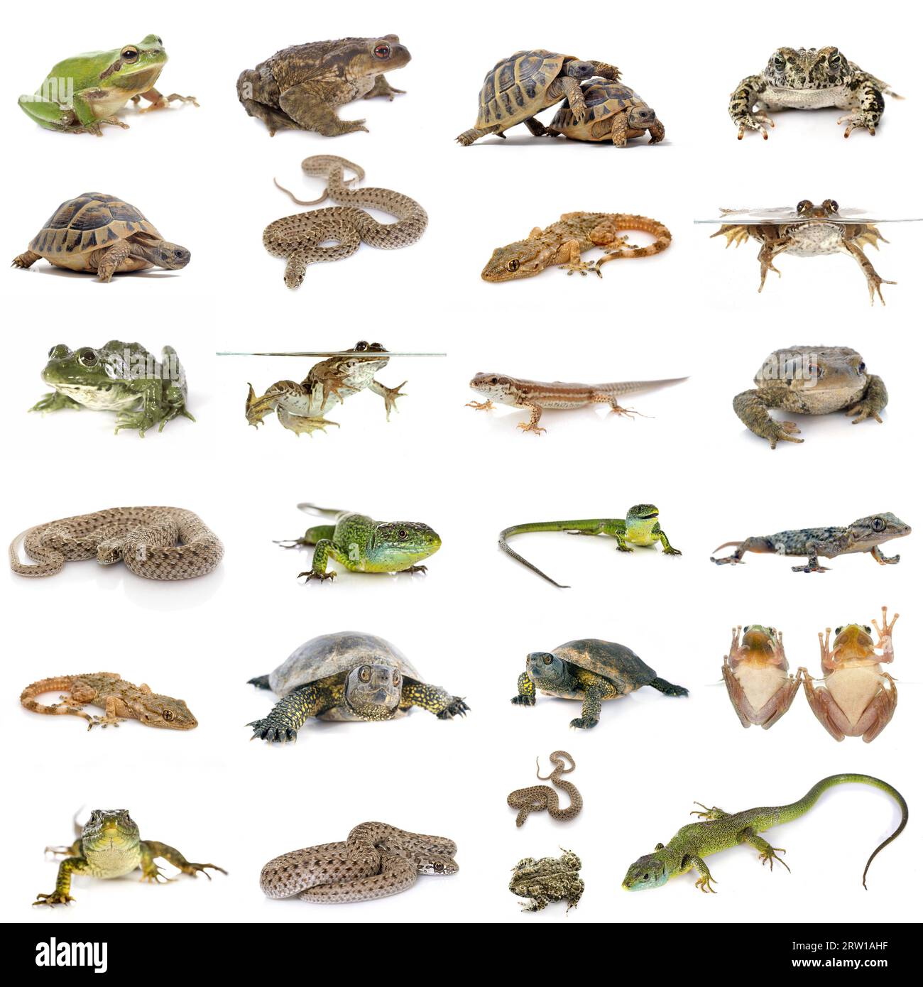 reptiles et amphibiens européens sur fond blanc Banque D'Images