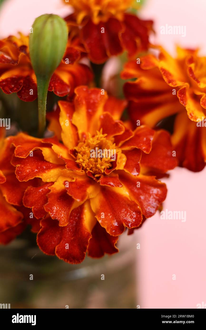 Mise au point sélective rouge vif et orange Tagetes patula, les fleurs de souci français Banque D'Images