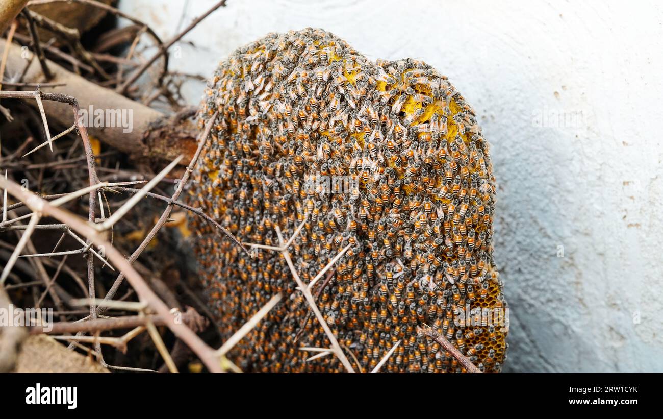Nid d'abeille et abeille ou Apis florea sur l'arbre d'acacia et fond flou. Détail de la structure en nid d'abeille avec Apis mellifera Carnica sauvage ou Western Honey Banque D'Images