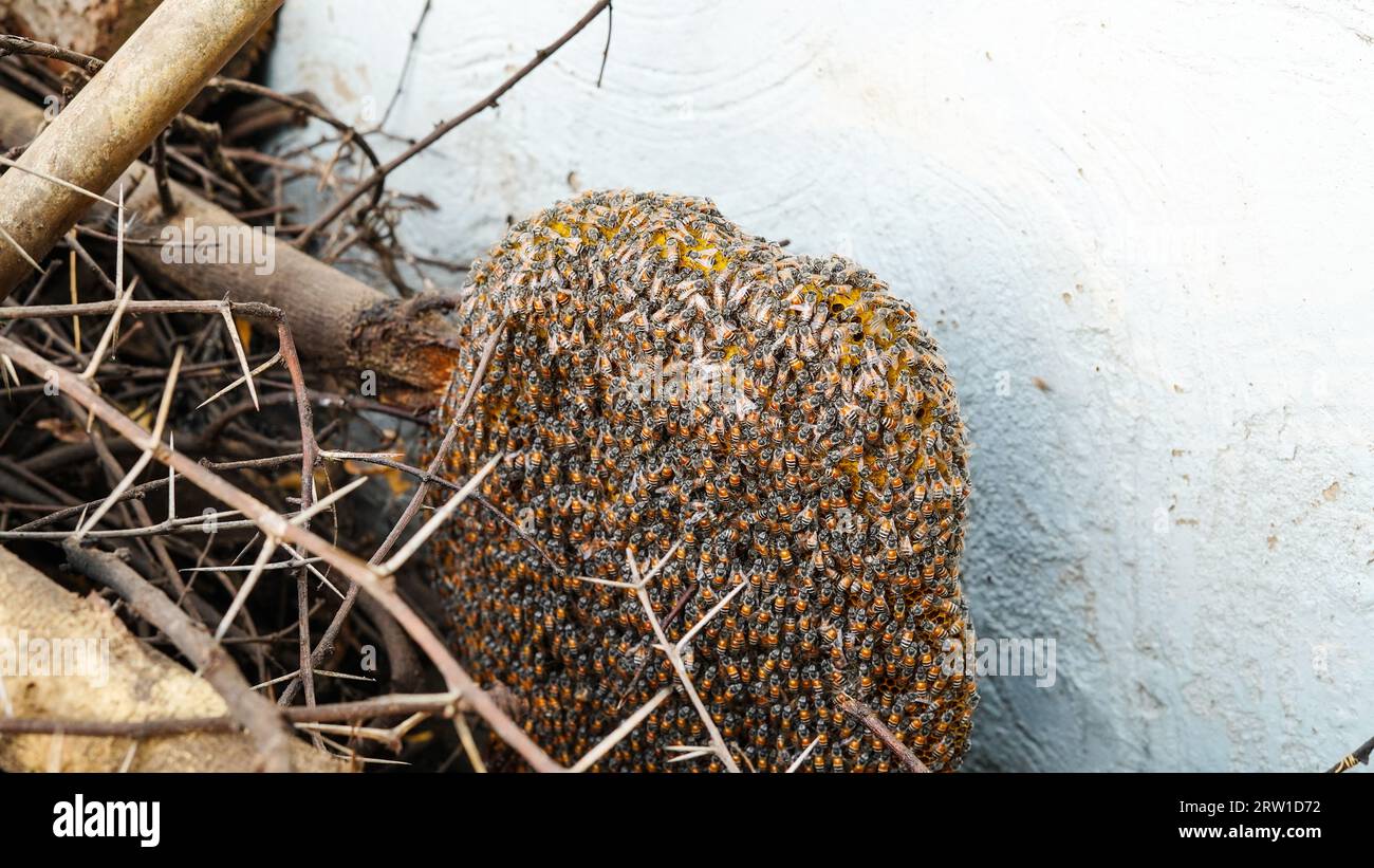 Nid d'abeille et abeille ou Apis florea sur l'arbre d'acacia et fond flou. Détail de la structure en nid d'abeille avec Apis mellifera Carnica sauvage ou Western Honey Banque D'Images