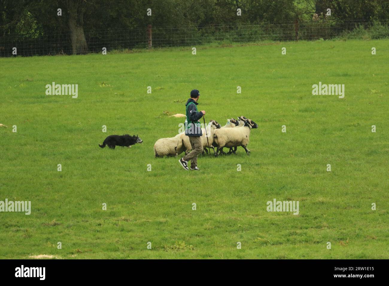 João Vitor Costa Schaf et le chien Maya participent à la compétition World Sheepdog Trials Young Handler Competition à Gill Hall Farm, Dromore, Irlande du Nord Banque D'Images