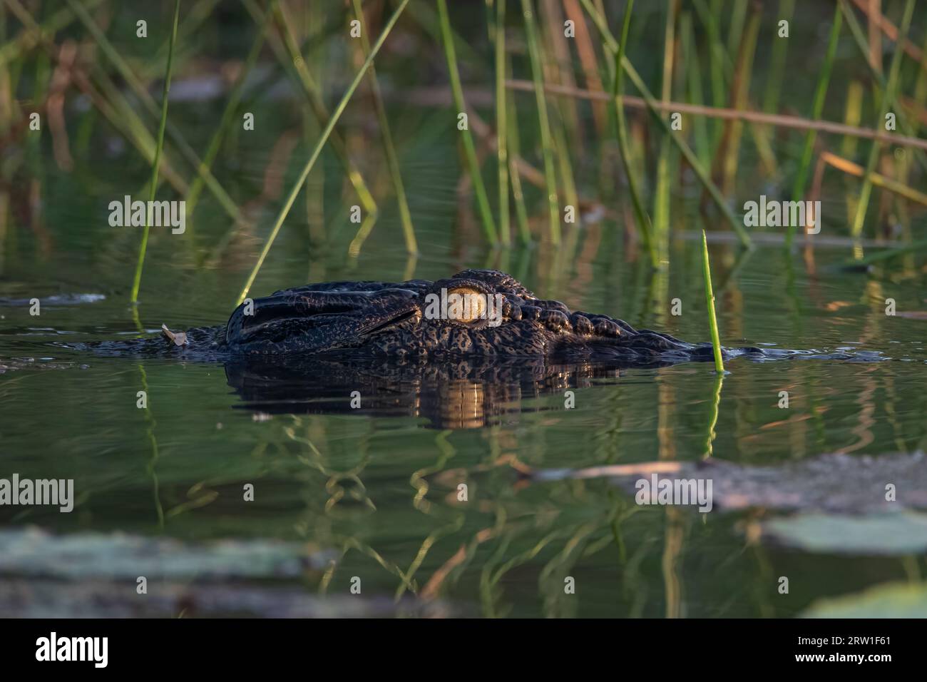 Maître de la furtivité, le crocodile d'eau salée se déplace silencieusement à travers les nénuphars. Territoire du Nord, Australie. Banque D'Images