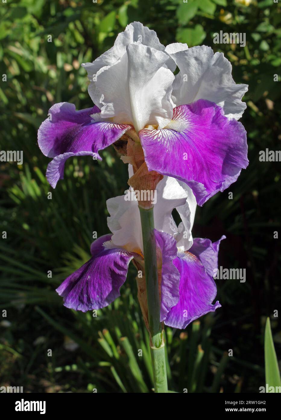 Iris 'Mrs. Andriss', cultivar vigoureux, historique et grand de l'iris barbu que Fryer a hybridé en 1919. Banque D'Images