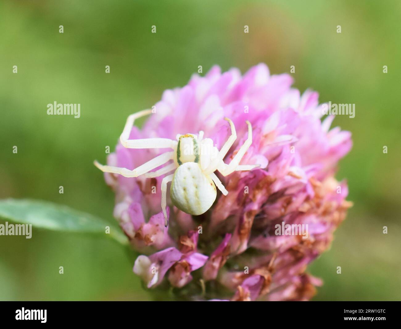 L'araignée de crabe de verge d'or Misumena vatia assis sur une fleur rose Banque D'Images