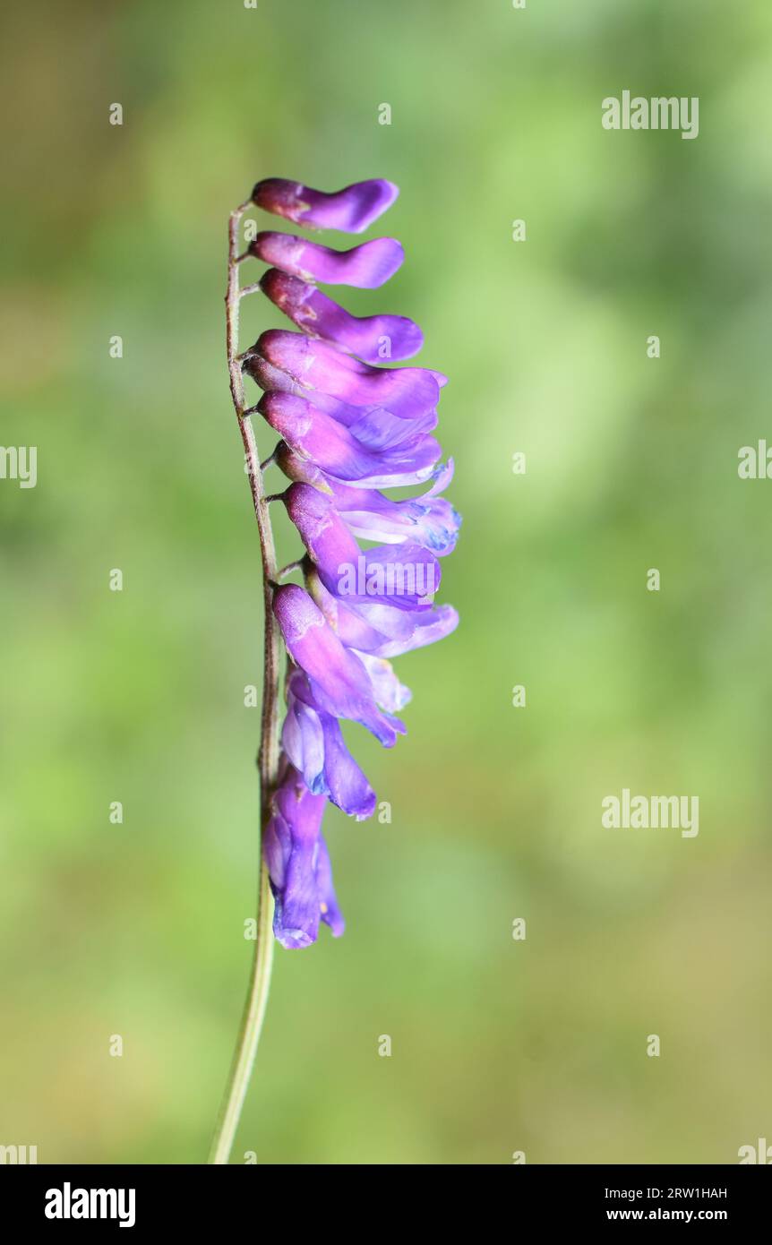 Gros plan sur des fleurs violettes sur une plante de vetch de vache Vicia cracca sauvage Banque D'Images