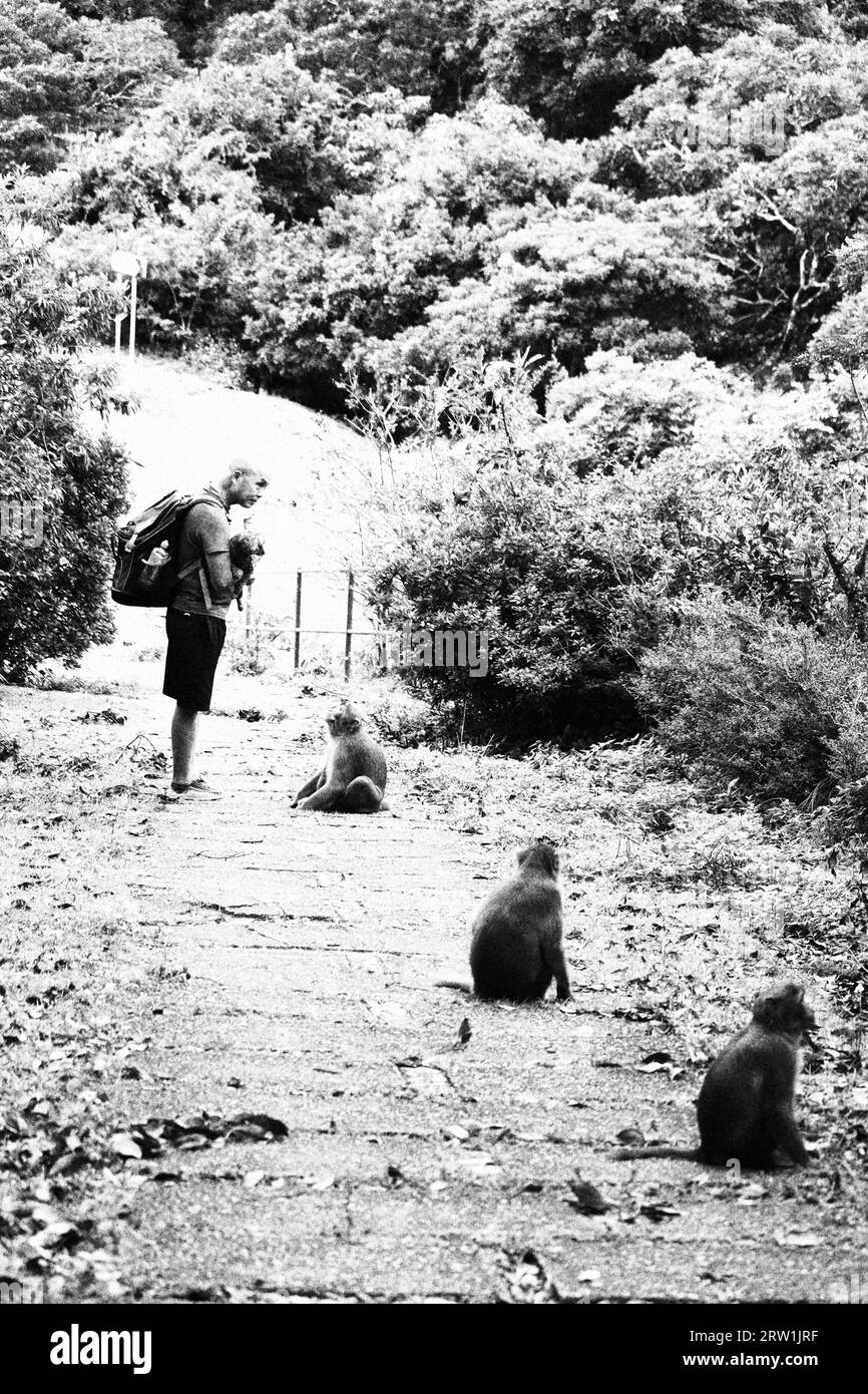 singes faisant la queue pour manger Banque D'Images