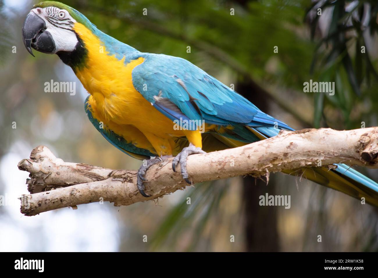 Les plumes du dos et de la queue supérieure de la macaw bleue et dorée sont bleu brillant; le dessous de la queue est jaune olive. Banque D'Images