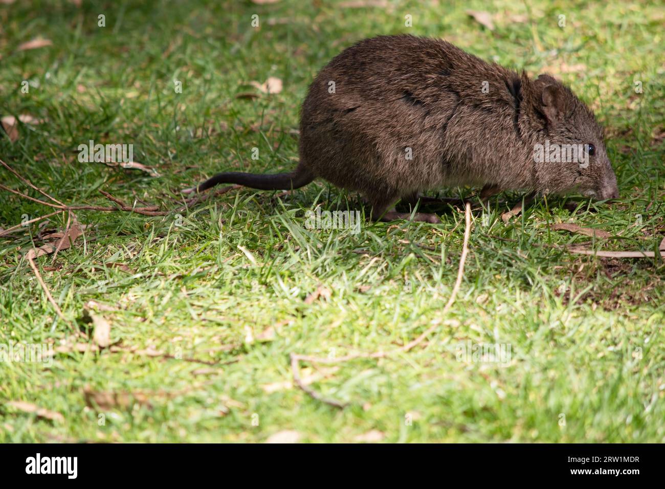 Les potoroos à long nez ont des queues et des oreilles plus courtes et des visages plus pointus que les autres kangourous de rat. Banque D'Images