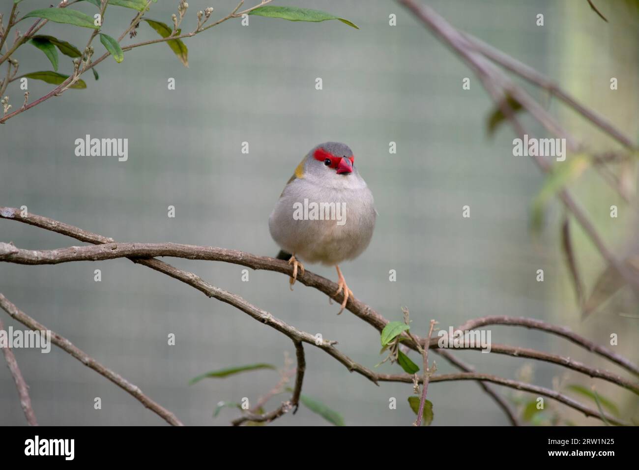 Le Finch roulé rouge est plus facilement reconnaissable par son sourcil, sa croupe et son bec rouge vif, sur un oiseau par ailleurs vert et gris. Banque D'Images