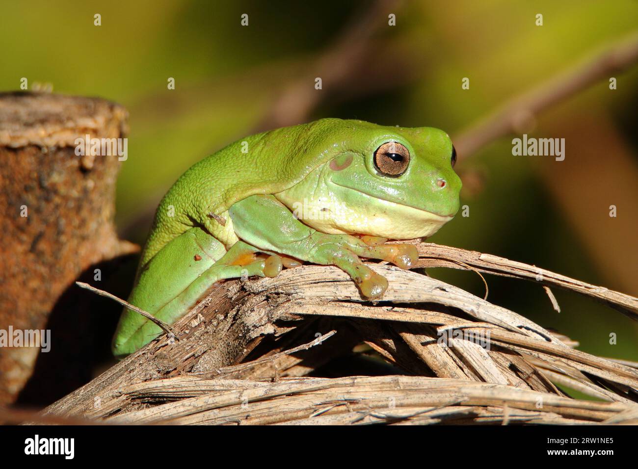 Une grenouille verte aux premières lumières. Territoire du Nord, Australie Banque D'Images