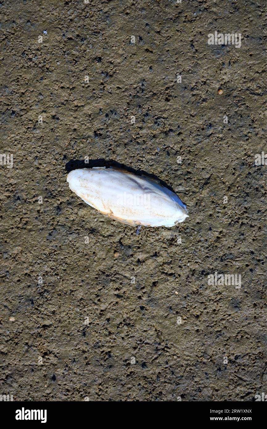 Coquille (Cuttlebone) du poisson Cuttlefish (Sepia officinalis) pendant la marée basse en mer du Nord, Allemagne Banque D'Images