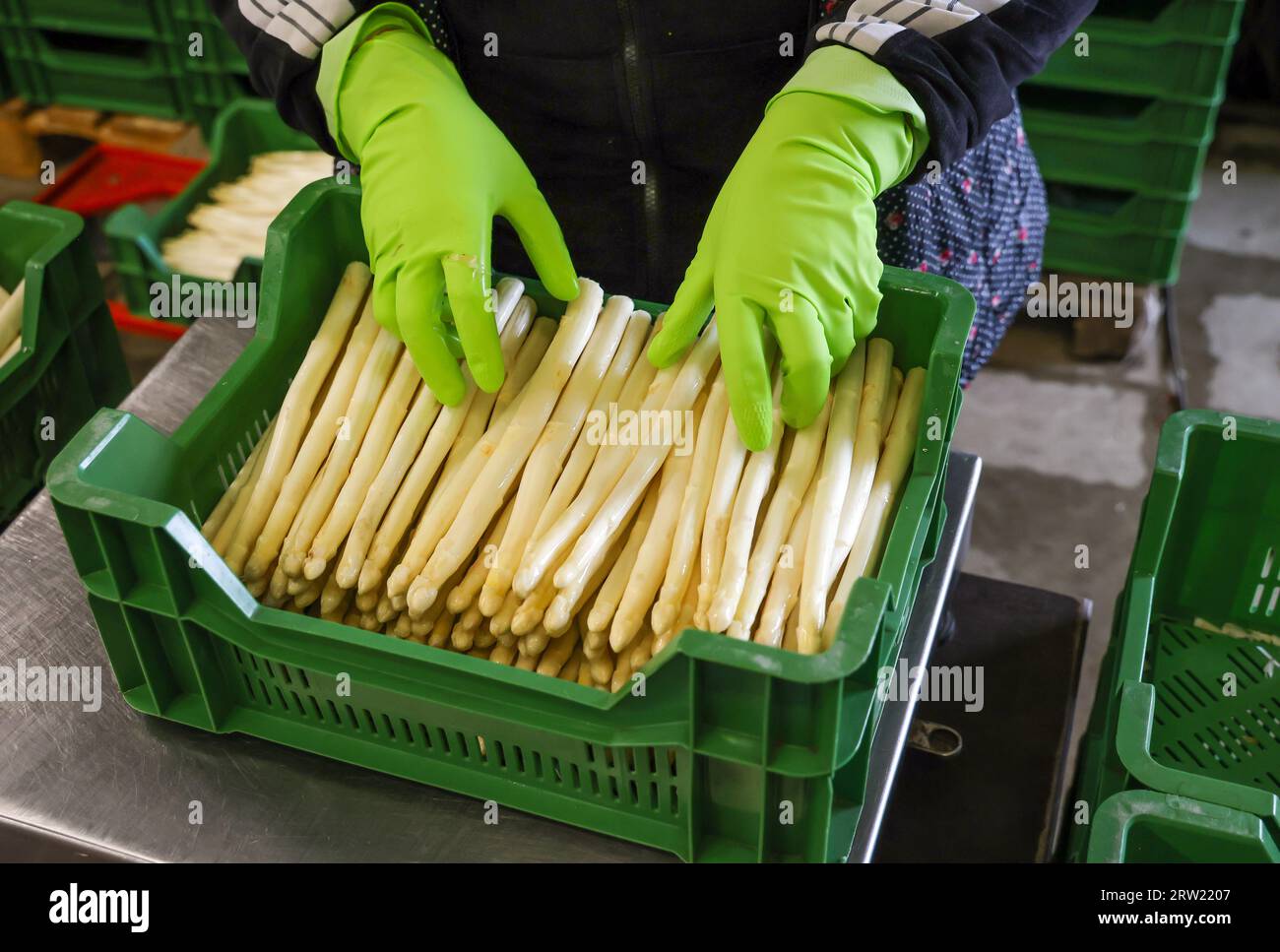 12.04.2023, Allemagne, Rhénanie-du-Nord-Westphalie, Wesel - les travailleurs de la récolte lavent et trient les asperges, ici à l'occasion d'un événement de presse pour l'Openin Banque D'Images 12.04.2023, Allemagne, Rhénanie-du-Nord-Westphalie, Wesel - les travailleurs de la récolte lavent et trient les asperges, ici à l'occasion d'un événement de presse pour l'Openin Banque D'Images