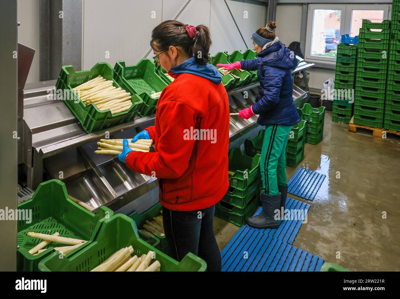 12.04.2023, Allemagne, Rhénanie-du-Nord-Westphalie, Wesel - les travailleurs de la récolte d'Europe de l'est lavent et trient les asperges, ici à l'occasion d'une presse Banque D'Images 12.04.2023, Allemagne, Rhénanie-du-Nord-Westphalie, Wesel - les travailleurs de la récolte d'Europe de l'est lavent et trient les asperges, ici à l'occasion d'une presse Banque D'Images