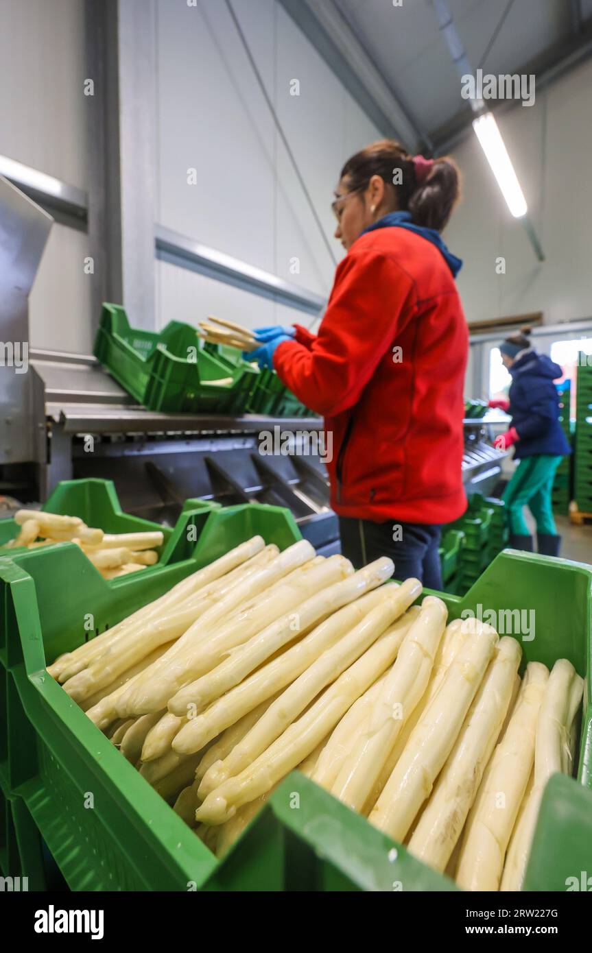 12.04.2023, Allemagne, Rhénanie-du-Nord-Westphalie, Wesel - les travailleurs de la récolte d'Europe de l'est lavent et trient les asperges, ici à l'occasion d'une presse Banque D'Images 12.04.2023, Allemagne, Rhénanie-du-Nord-Westphalie, Wesel - les travailleurs de la récolte d'Europe de l'est lavent et trient les asperges, ici à l'occasion d'une presse Banque D'Images