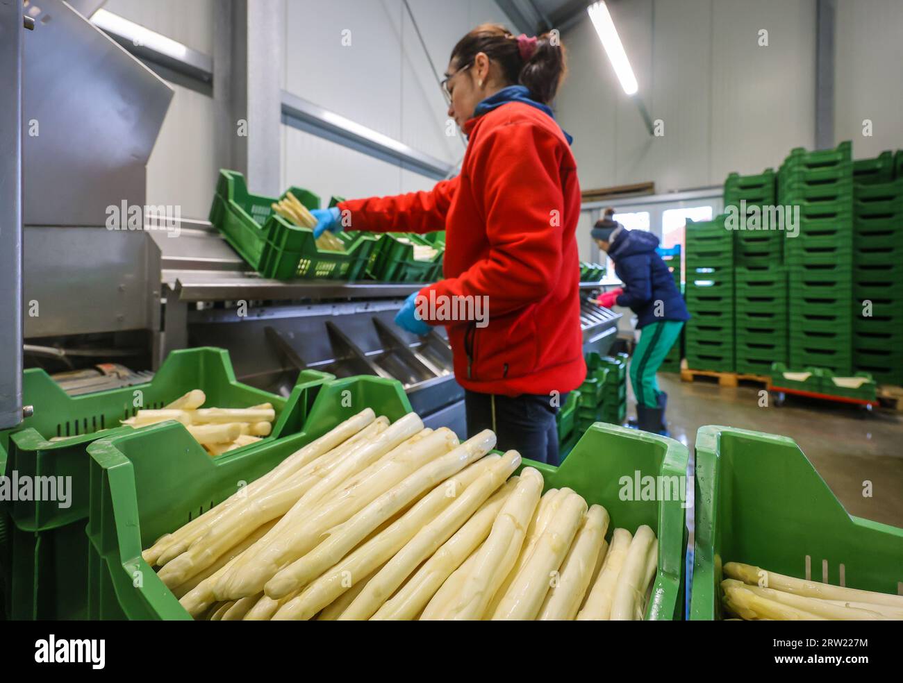 12.04.2023, Allemagne, Rhénanie-du-Nord-Westphalie, Wesel - les travailleurs de la récolte d'Europe de l'est lavent et trient les asperges, ici à l'occasion d'une presse Banque D'Images 12.04.2023, Allemagne, Rhénanie-du-Nord-Westphalie, Wesel - les travailleurs de la récolte d'Europe de l'est lavent et trient les asperges, ici à l'occasion d'une presse Banque D'Images