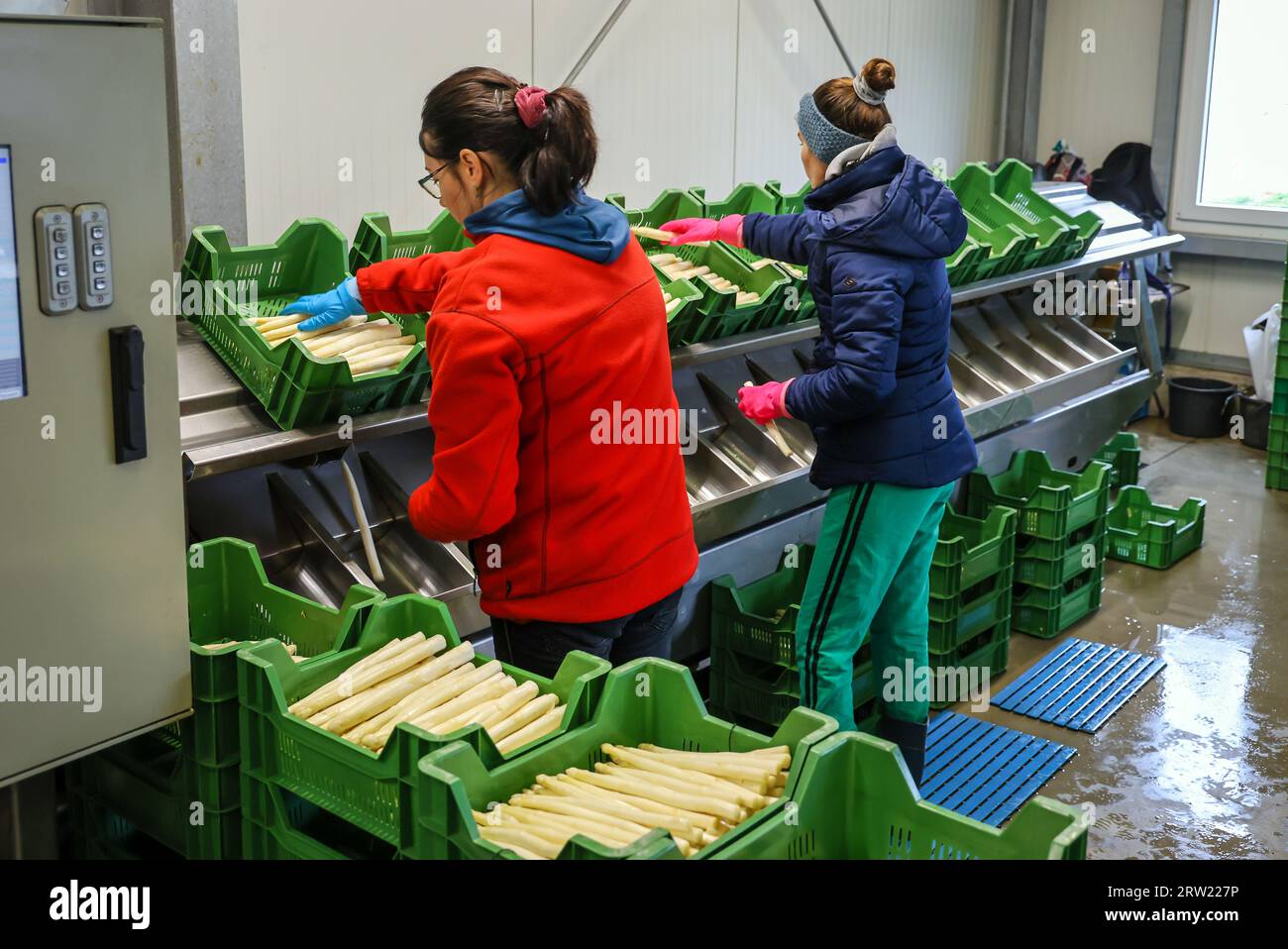 12.04.2023, Allemagne, Rhénanie-du-Nord-Westphalie, Wesel - les travailleurs de la récolte d'Europe de l'est lavent et trient les asperges, ici à l'occasion d'une presse Banque D'Images 12.04.2023, Allemagne, Rhénanie-du-Nord-Westphalie, Wesel - les travailleurs de la récolte d'Europe de l'est lavent et trient les asperges, ici à l'occasion d'une presse Banque D'Images
