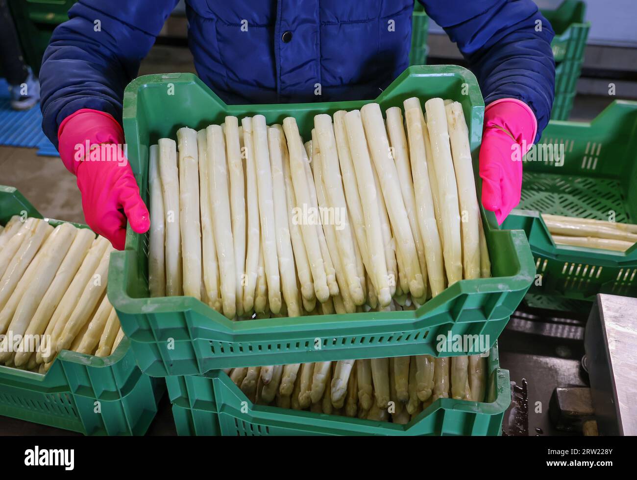 12.04.2023, Allemagne, Rhénanie-du-Nord-Westphalie, Wesel - les travailleurs de la récolte lavent et trient les asperges, ici à l'occasion d'un événement de presse pour l'Openin Banque D'Images 12.04.2023, Allemagne, Rhénanie-du-Nord-Westphalie, Wesel - les travailleurs de la récolte lavent et trient les asperges, ici à l'occasion d'un événement de presse pour l'Openin Banque D'Images