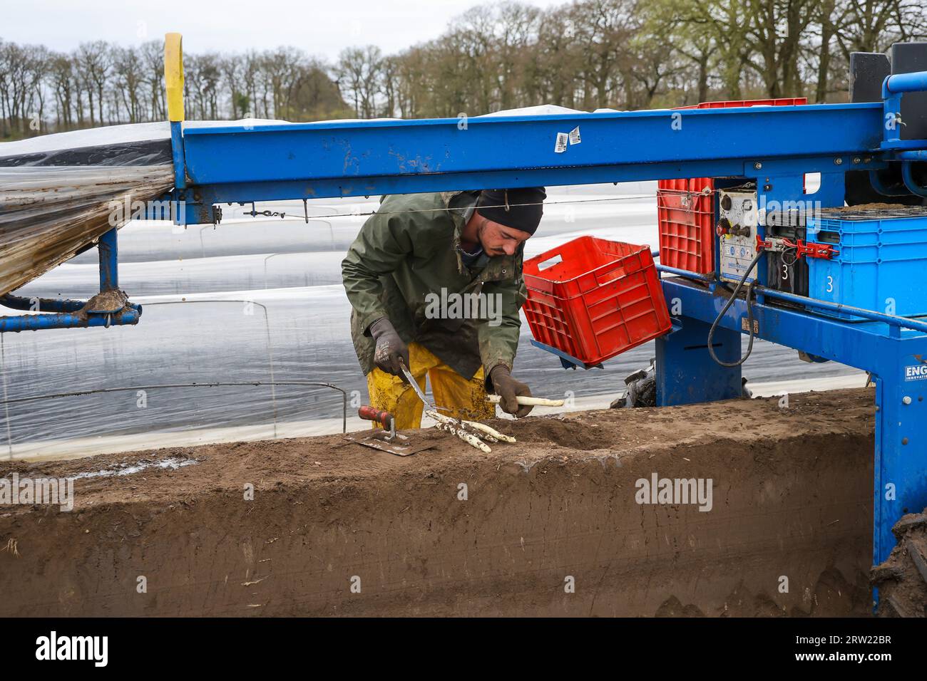 12.04.2023, Allemagne, Rhénanie-du-Nord-Westphalie, Wesel - les ouvriers de récolte d'Europe de l'est récoltent les premières asperges de la saison dans un champ, ici Banque D'Images 12.04.2023, Allemagne, Rhénanie-du-Nord-Westphalie, Wesel - les ouvriers de récolte d'Europe de l'est récoltent les premières asperges de la saison dans un champ, ici Banque D'Images