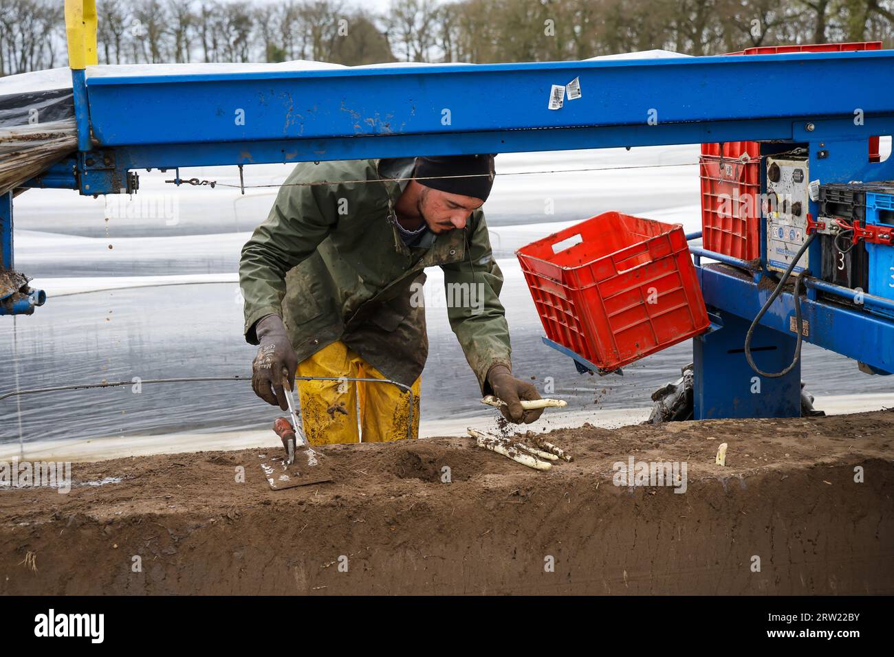 12.04.2023, Allemagne, Rhénanie-du-Nord-Westphalie, Wesel - les ouvriers de récolte d'Europe de l'est récoltent les premières asperges de la saison dans un champ, ici Banque D'Images 12.04.2023, Allemagne, Rhénanie-du-Nord-Westphalie, Wesel - les ouvriers de récolte d'Europe de l'est récoltent les premières asperges de la saison dans un champ, ici Banque D'Images