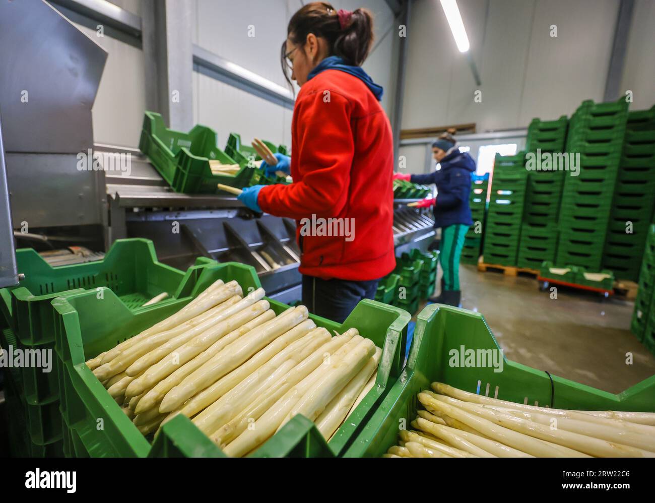 12.04.2023, Allemagne, Rhénanie-du-Nord-Westphalie, Wesel - les travailleurs de la récolte d'Europe de l'est lavent et trient les asperges, ici à l'occasion d'une presse Banque D'Images 12.04.2023, Allemagne, Rhénanie-du-Nord-Westphalie, Wesel - les travailleurs de la récolte d'Europe de l'est lavent et trient les asperges, ici à l'occasion d'une presse Banque D'Images