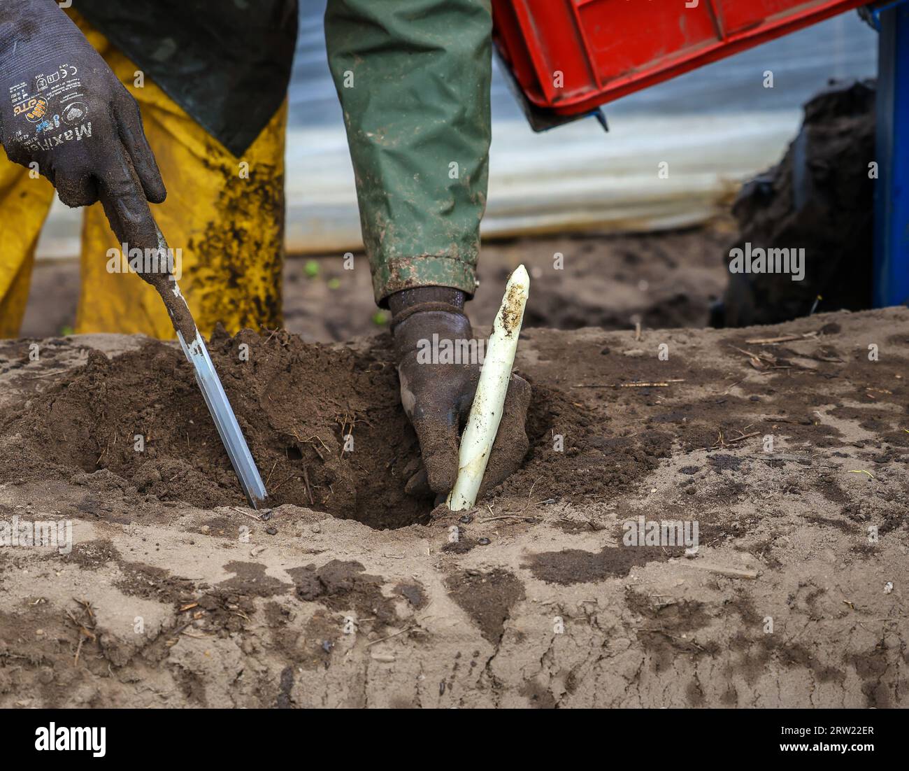 12.04.2023, Allemagne, Rhénanie-du-Nord-Westphalie, Wesel - les ouvriers de récolte d'Europe de l'est récoltent les premières asperges de la saison dans un champ, ici Banque D'Images 12.04.2023, Allemagne, Rhénanie-du-Nord-Westphalie, Wesel - les ouvriers de récolte d'Europe de l'est récoltent les premières asperges de la saison dans un champ, ici Banque D'Images