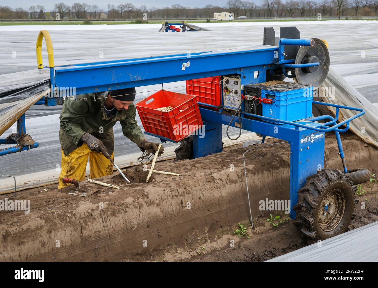 12.04.2023, Allemagne, Rhénanie-du-Nord-Westphalie, Wesel - les ouvriers de récolte d'Europe de l'est récoltent les premières asperges de la saison dans un champ, ici Banque D'Images 12.04.2023, Allemagne, Rhénanie-du-Nord-Westphalie, Wesel - les ouvriers de récolte d'Europe de l'est récoltent les premières asperges de la saison dans un champ, ici Banque D'Images
