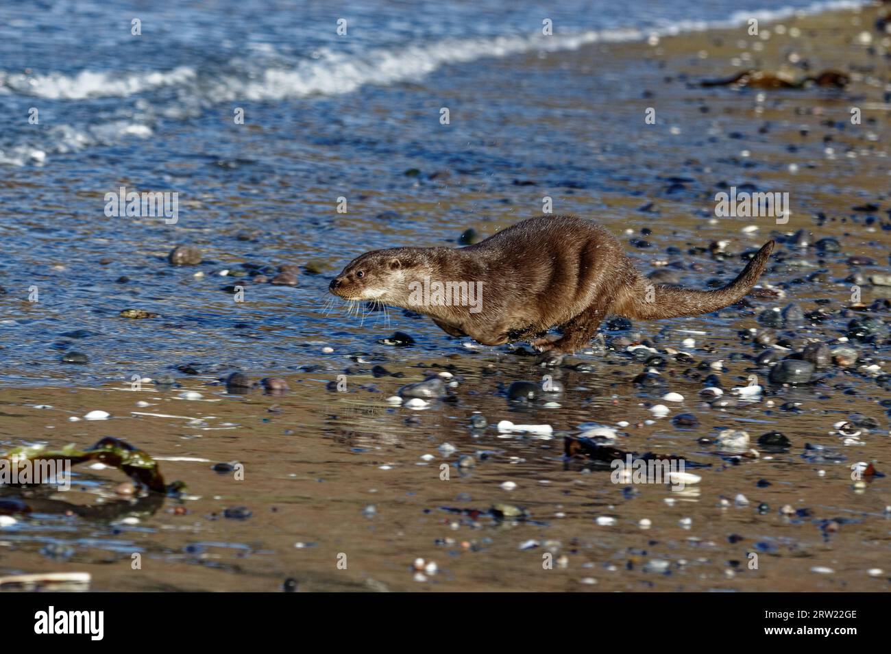 Loutre eurasienne (Lutra lutra) immature courant dans l'eau au bord de la plage. Banque D'Images