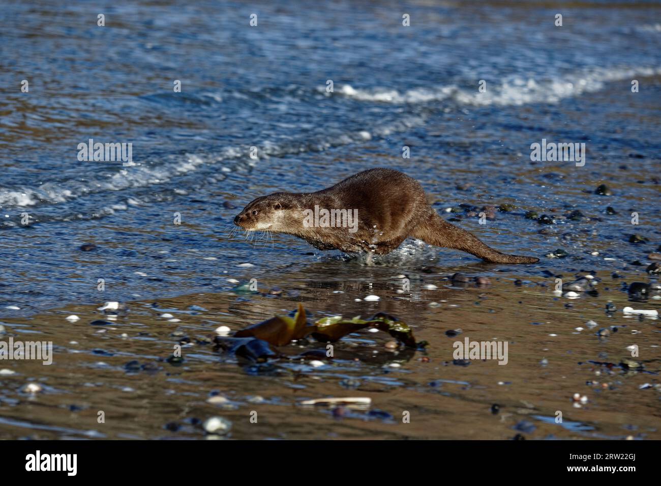Loutre eurasienne (Lutra lutra) immature courant dans l'eau au bord de la plage. Banque D'Images