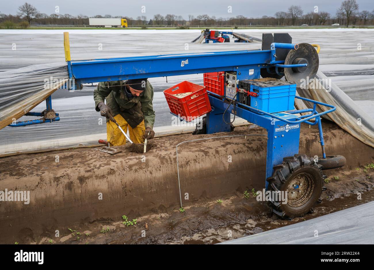 12.04.2023, Allemagne, Rhénanie-du-Nord-Westphalie, Wesel - les ouvriers de récolte d'Europe de l'est récoltent les premières asperges de la saison dans un champ, ici Banque D'Images 12.04.2023, Allemagne, Rhénanie-du-Nord-Westphalie, Wesel - les ouvriers de récolte d'Europe de l'est récoltent les premières asperges de la saison dans un champ, ici Banque D'Images