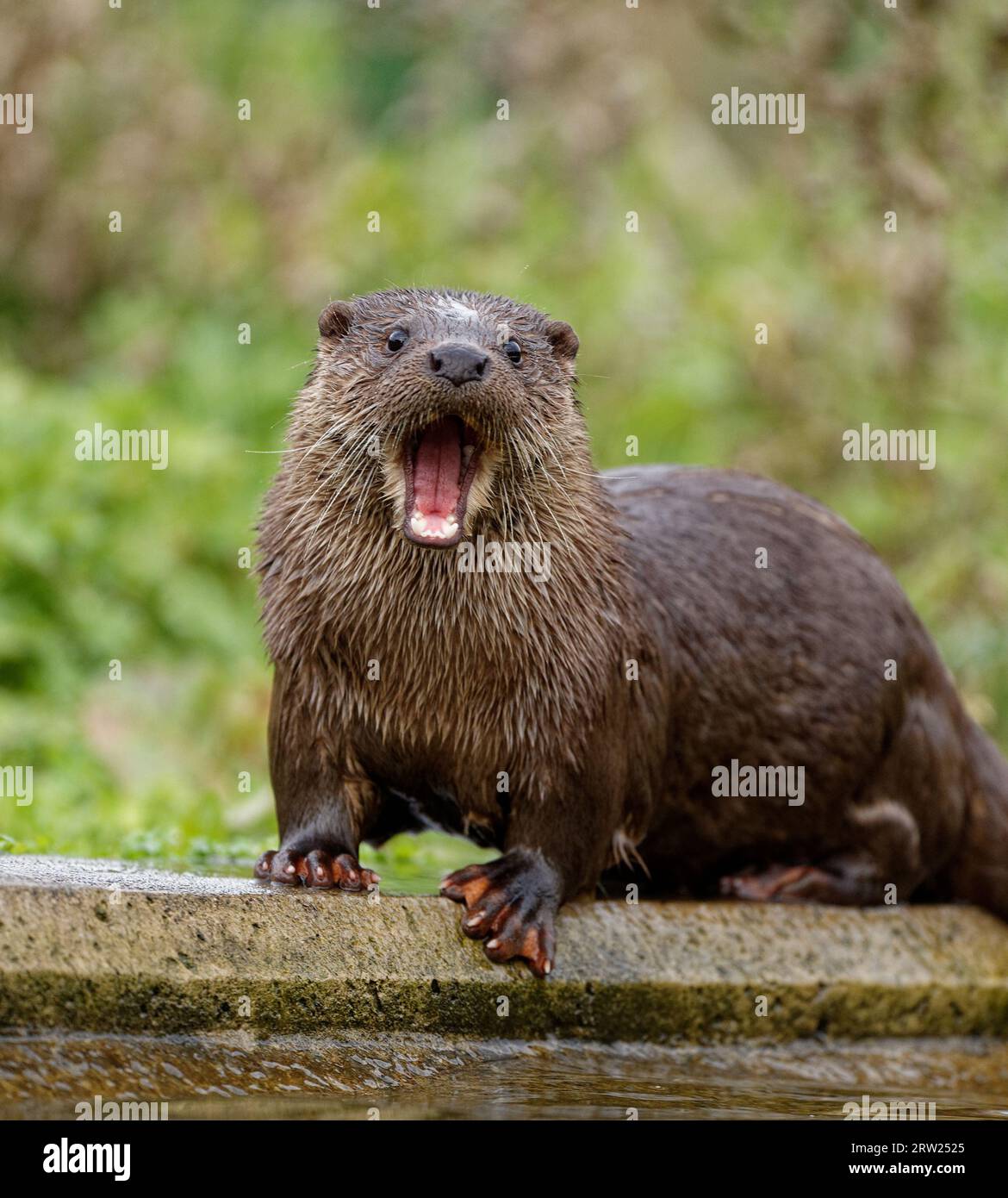 Loutre eurasienne (Lutra lutra) immature avec une fourrure humide. Banque D'Images