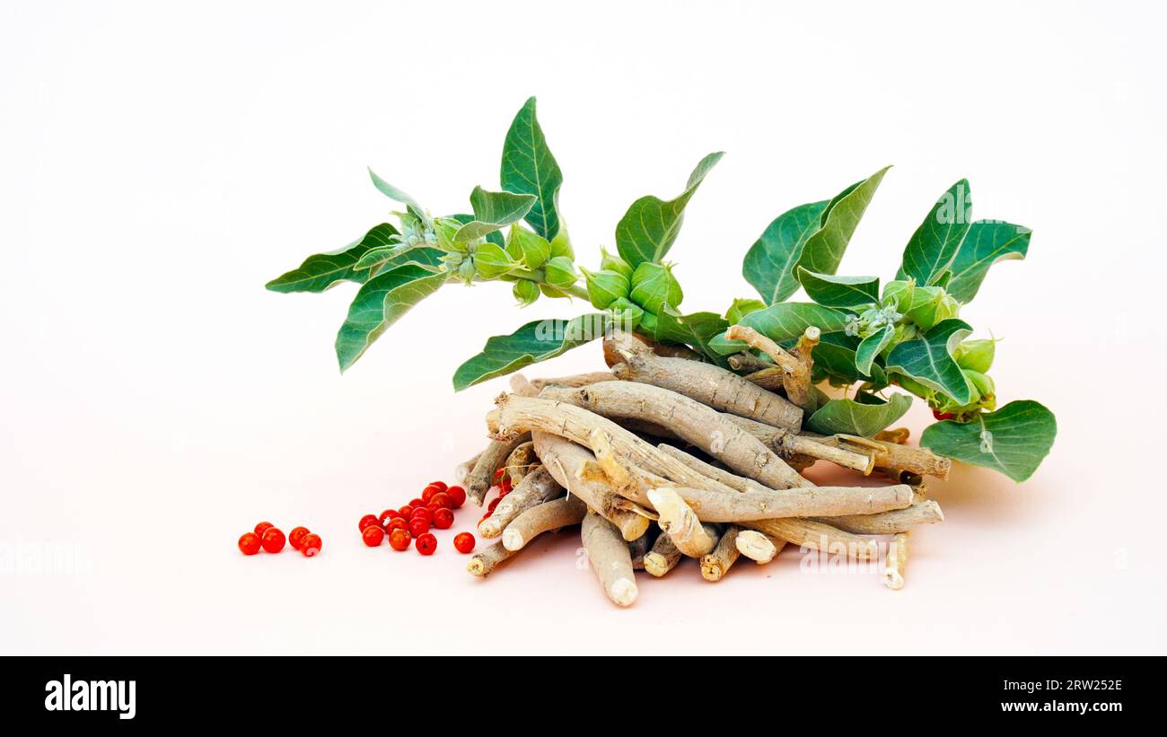 Plante de rappel d'immunité, Withania somnifera, connue communément sous le nom ashwagandha ses racines et orange-rouge fruits ont été utilisés pendant des centaines d'années pour medi Banque D'Images