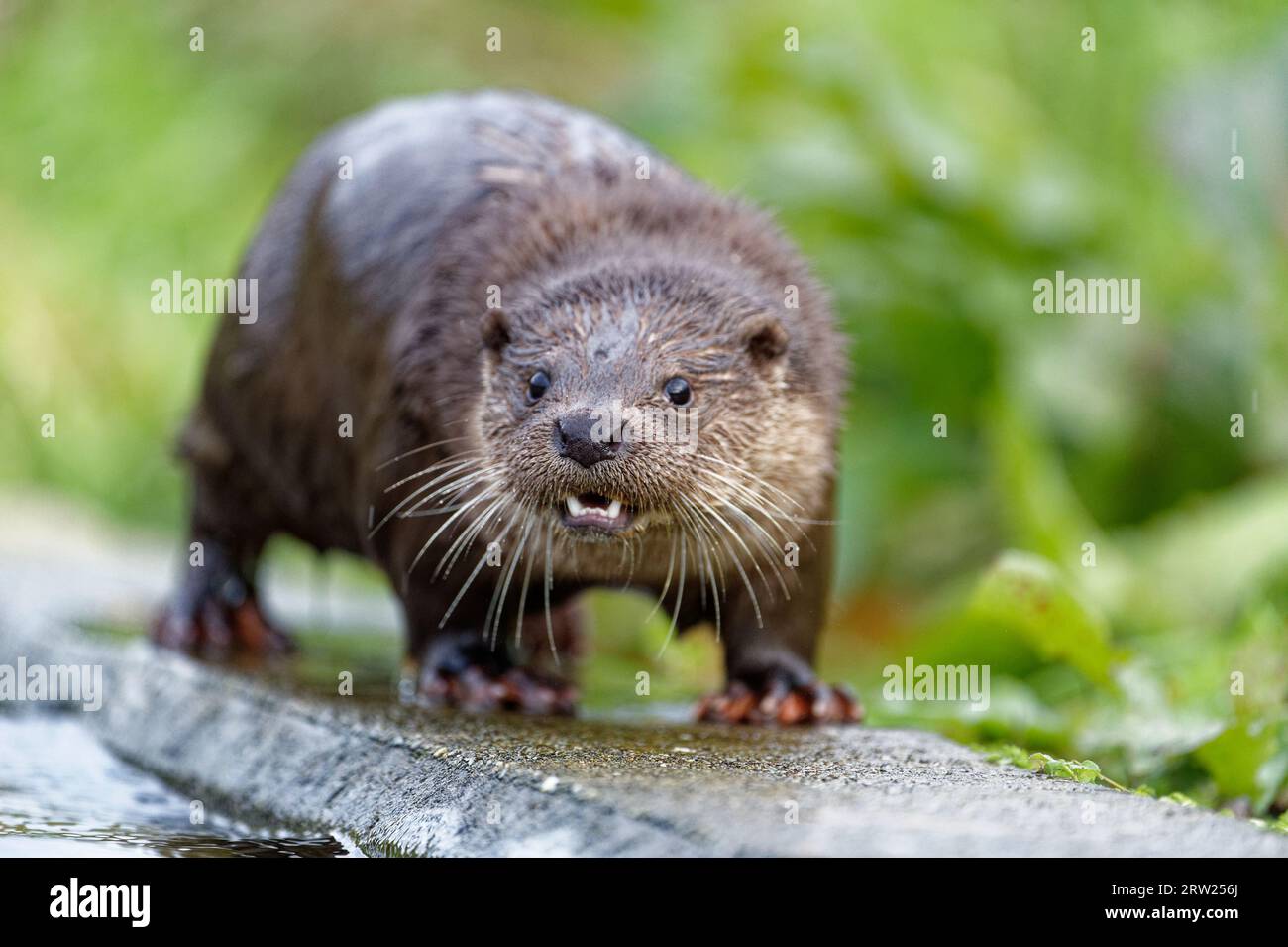 Loutre eurasienne (Lutra lutra) immature avec une fourrure humide. Banque D'Images