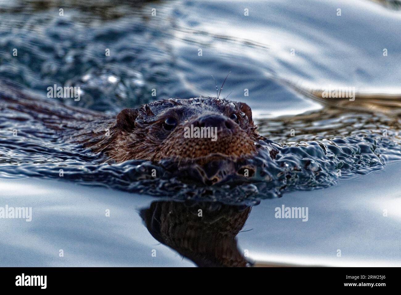 Otter eurasien (Lutra lutra) immature nageant avec la tête au-dessus de l'eau. Banque D'Images